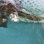 Photo of The Sea Turtle Hospital