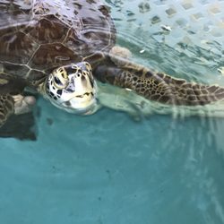 The Sea Turtle Hospital