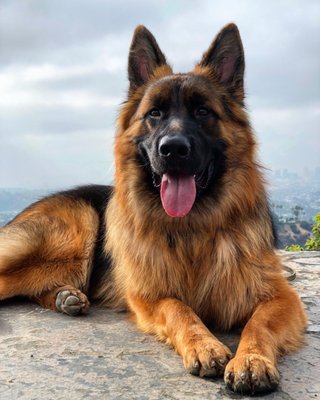 Fleischerheim German Shepherd Breeder 18 Photos 19 Reviews Pet Breeders Dallas Tx United States Phone Number