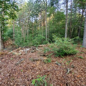 Sanders Land Management - Before - Tree Services Near Me Sanders Land Management - Before - Tree Services Near Me