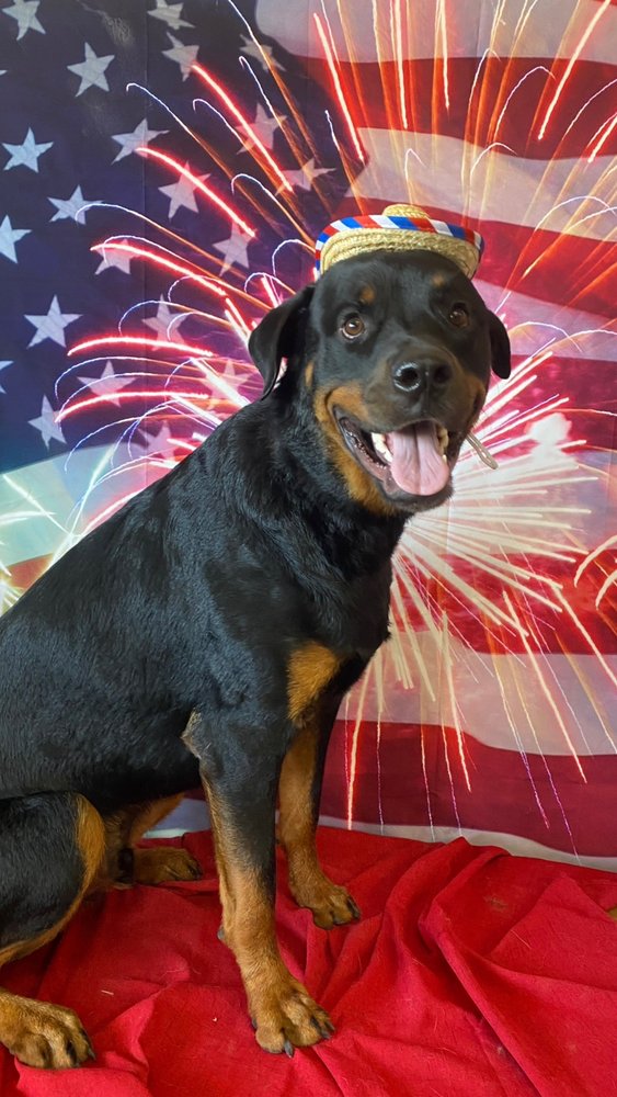 SUGARS GROOMING Updated May 2024 146 Photos & 28 Reviews 1512