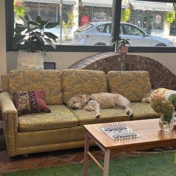 Friend Museum - Dog sleeping on couch - Coffee & Tea Near Me - Seattle, Washington Friend Museum - Dog sleeping on couch - Coffee & Tea Near Me - Seattle, Washington