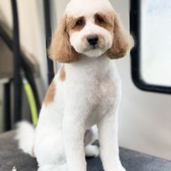 Pup Fiction Pet Parlour