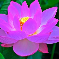 Journey to OM - "No mud, no lotus"  Sometimes the most beautiful creations come from the muddiest of waters