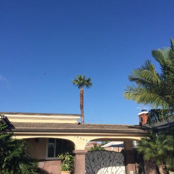 Inexpensive Tree Services - From a distance. My neighbors are happy too! - Tree Services Near Me - Los Angeles, California