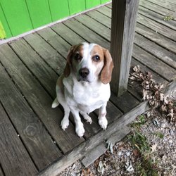 Doggie Daycare and Hotel