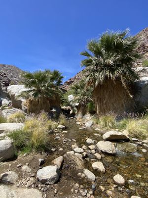 Borrego Palm Canyon Nature Trail by null