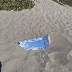 Ocean Beach Park