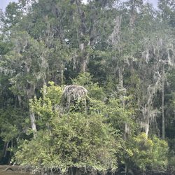 Waccamaw Cooter Airboat Tours - Birds nest