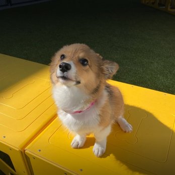 PetSuites Novi - Pet Boarding Near Me - Novi, Michigan