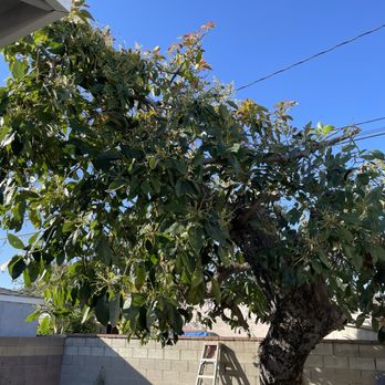 Celis Tree Service - Avocado Tree: AFTER - Tree Services Near Me Celis Tree Service - Avocado Tree: AFTER - Tree Services Near Me