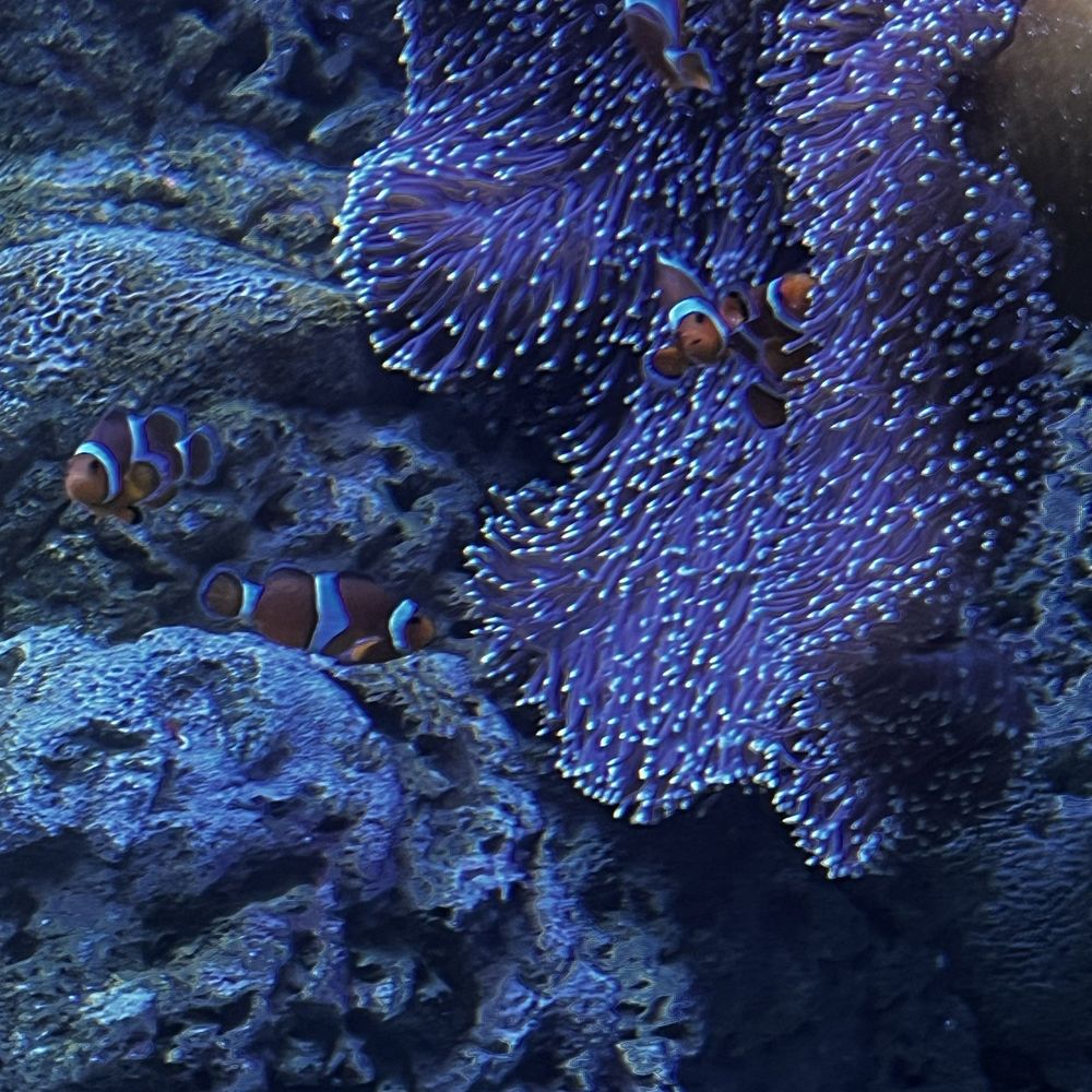 Seattle Aquarium - Clown fish - Aquariums Near Me - Seattle, Washington Seattle Aquarium - Clown fish - Aquariums Near Me - Seattle, Washington