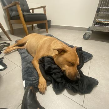 VEG ER for Pets - Max - Emergency Pet Hospital Near Me - Winter Park, Florida VEG ER for Pets - Max - Emergency Pet Hospital Near Me - Winter Park, Florida