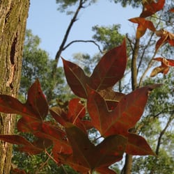 大欖郊野公園 - 紅葉