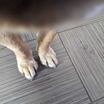 Canine Design By Gadi - Bear's pretty trimmed nails. - Pet Groomers Near Me - San Rafael, California