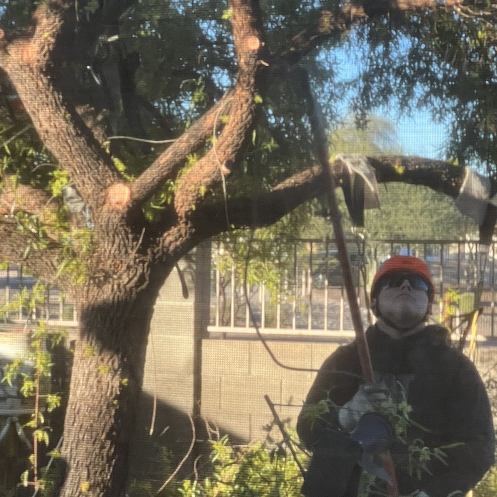 Arizona Tree Team | Phoenix Tree Removal | Trimming - Cutting off tree areas - Tree Services Near Me - Phoenix, Arizona