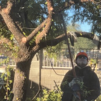 Arizona Tree Team | Phoenix Tree Removal | Trimming - Cutting off tree areas - Tree Services Near Me - Phoenix, Arizona