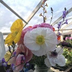 Palmiters Garden Nursery - Posies