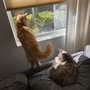 Photo of Cat Care Clinic of Naples
