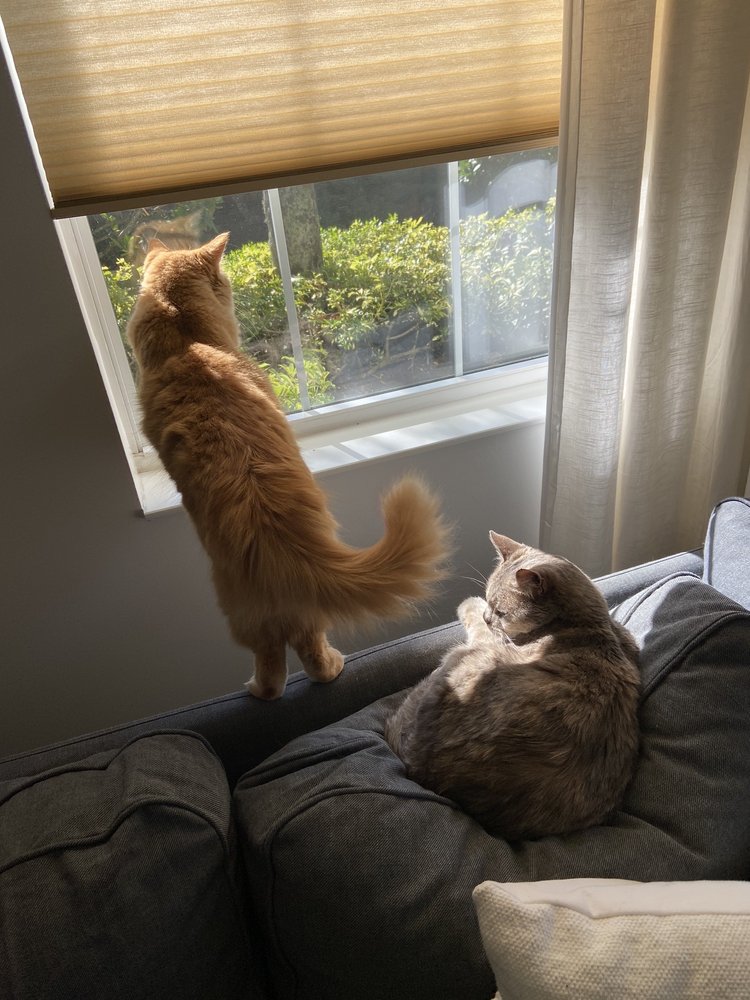 CAT CARE CLINIC OF NAPLES Updated September 2024 19 Reviews 4735