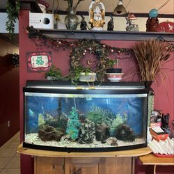 Long Thanh Chinese and Vietnamese Food - They have fish in aquariums here