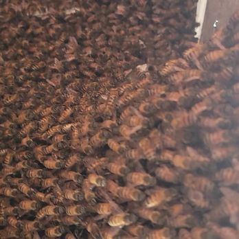We Save Bees - Here they come! (Just kidding. They are just chilling.) - Pest Control Near Me - Lake Forest, California We Save Bees - Here they come! (Just kidding. They are just chilling.) - Pest Control Near Me - Lake Forest, California