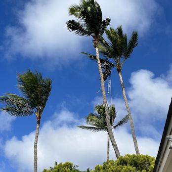 ALS Landscaping - 11/11/2023 Coconut tree removal (before photo) - Tree Services Near Me ALS Landscaping - 11/11/2023 Coconut tree removal (before photo) - Tree Services Near Me