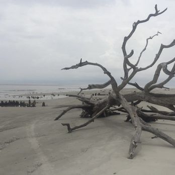 Driftwood Beach - Beaches Near Me - Jekyll Island, Georgia Driftwood Beach - Beaches Near Me - Jekyll Island, Georgia