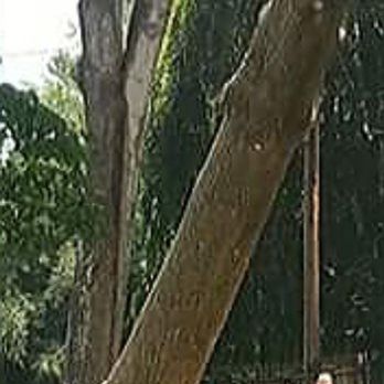 Johnson's Tree Care - This is us felling the huge popular. - Tree Services Near Me - Big Stone Gap, Virginia Johnson's Tree Care - This is us felling the huge popular. - Tree Services Near Me - Big Stone Gap, Virginia
