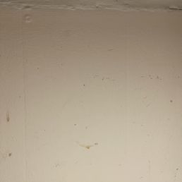 Ants