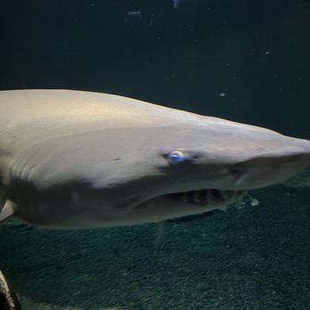 National Aquarium - Aquariums Near Me - Baltimore, Maryland National Aquarium - Aquariums Near Me - Baltimore, Maryland