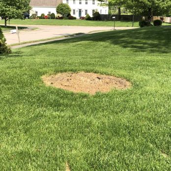Cleds Tree Services - Tree Services Near Me - Halifax, Massachusetts