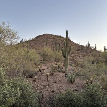 Desert Botanical Garden - Botanical Gardens Near Me - Phoenix, Arizona
