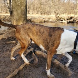 Granville Dog Park