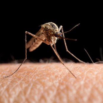 Chemscape - Pest Control Near Me - Hendersonville, Tennessee Chemscape - Pest Control Near Me - Hendersonville, Tennessee