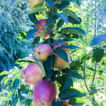 Ochs Orchard - Fruits & Veggies Near Me - Warwick, New York
