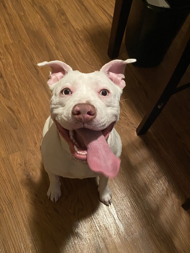 LONG MEADOW VETERINARY CLINIC Updated September 2024 49 Photos & 41