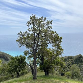 Nepenthe - Views - New American Near Me - Big Sur, California