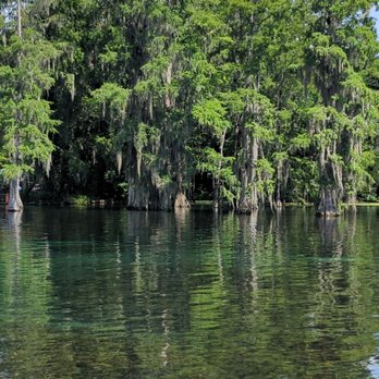 Blue Springs Recreation Area - Cypress trees - Parks Near Me - Marianna, Florida Blue Springs Recreation Area - Cypress trees - Parks Near Me - Marianna, Florida