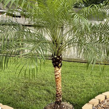 Three Sisters Nursery - Skinned Pygmy Date Palm - Nurseries & Gardening Near Me - Houston, Texas