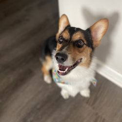 Zoomin Groomin - Northeast Columbus, OH - Look how happy I am!