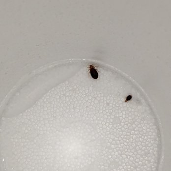 Microtel Inn & Suites by Wyndham Eagle River/Anchorage Are - A closeup of the two bedbugs. - Hotels Near Me - Eagle River, Alaska Microtel Inn & Suites by Wyndham Eagle River/Anchorage Are - A closeup of the two bedbugs. - Hotels Near Me - Eagle River, Alaska