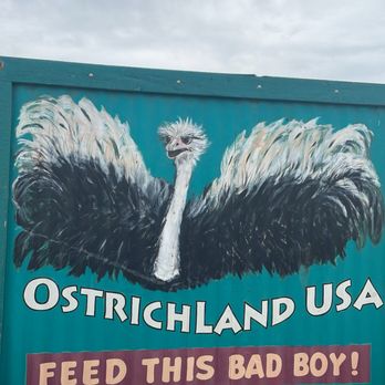 Ostrichland USA - Attraction Farms Near Me - Solvang, California Ostrichland USA - Attraction Farms Near Me - Solvang, California