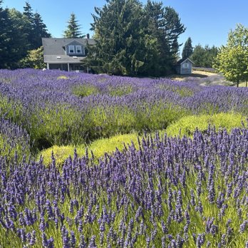 Jardin Du Soleil Lavender - Venues & Event Spaces Near Me - Sequim, Washington