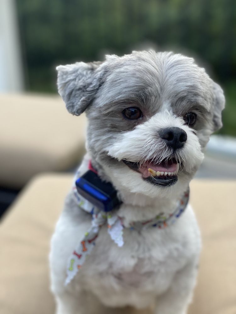 HAPPY TAILS PET GROOMING Updated August 2024 18 Reviews 3401 Hartzdale Dr, Camp Hill