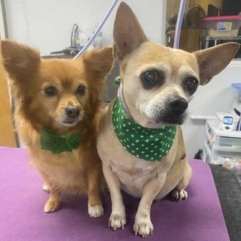 Doggie Depot - Lilly & Cheerio - Pet Groomers Near Me - Brentwood, California