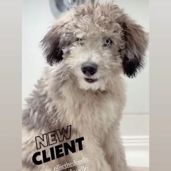 Pupwash911 - Before groom - Pet Groomers Near Me Pupwash911 - Before groom - Pet Groomers Near Me