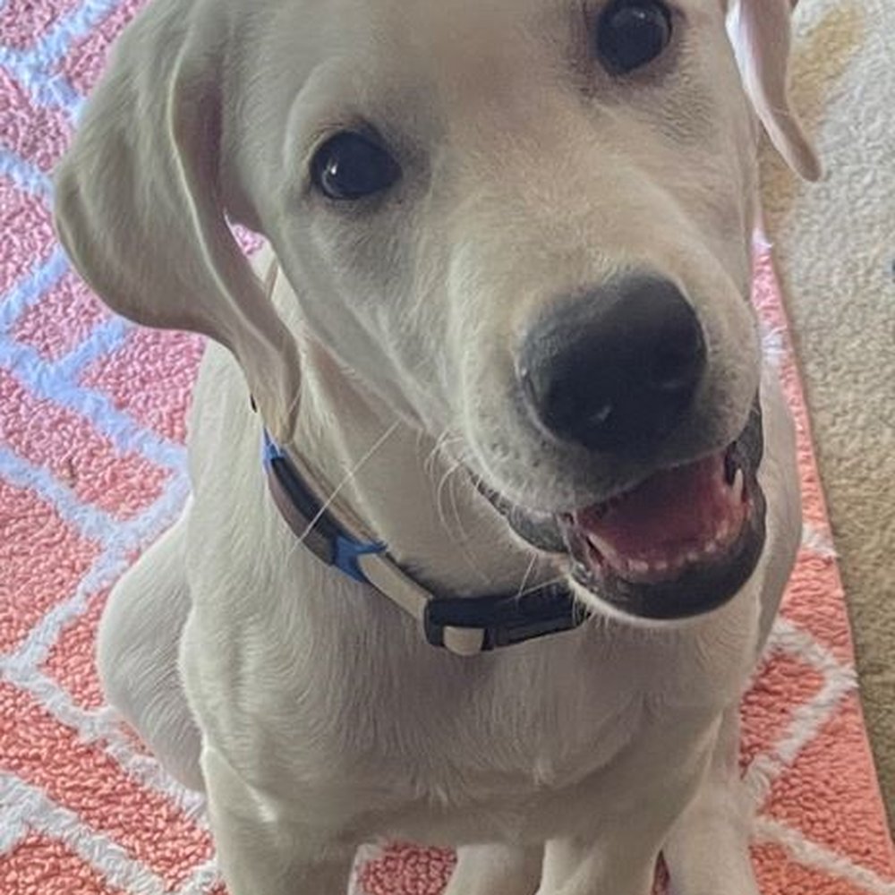 Emily's K9 Training - Winston at four months old - he loves Emily and Jolene - Pet Boarding Near Me - Castaic, California