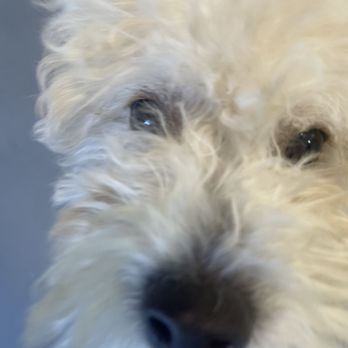 Mutt Cutts Dog Spa - Our poor baby I wish I wouldn't have never left you here! - Pet Groomers Near Me - Chino, California