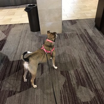 Courtyard by Marriott Jackson - Our boxer/lab mix in the lobby - Hotels Near Me - Jackson, Tennessee Courtyard by Marriott Jackson - Our boxer/lab mix in the lobby - Hotels Near Me - Jackson, Tennessee